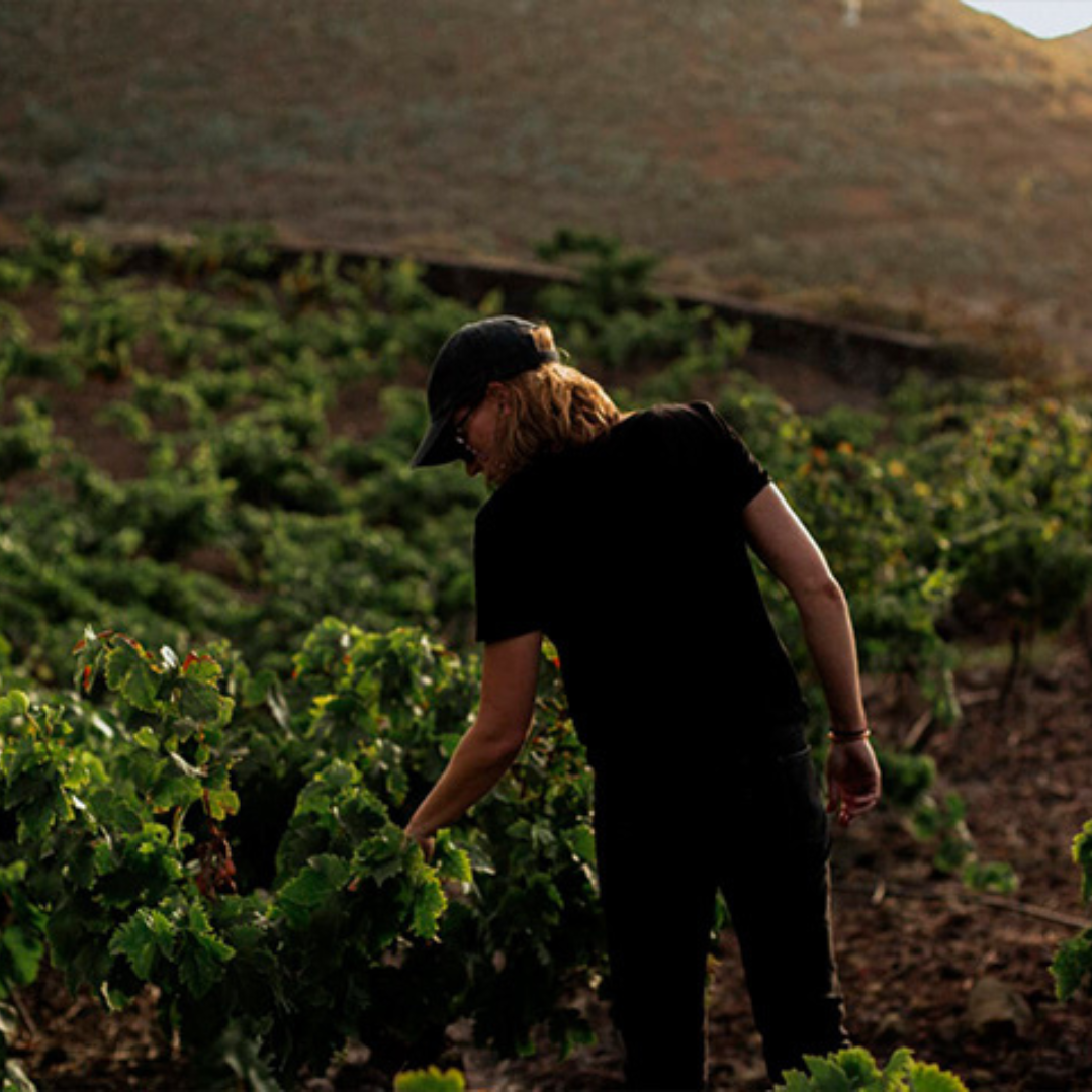 Wino Bimbache Vinícola