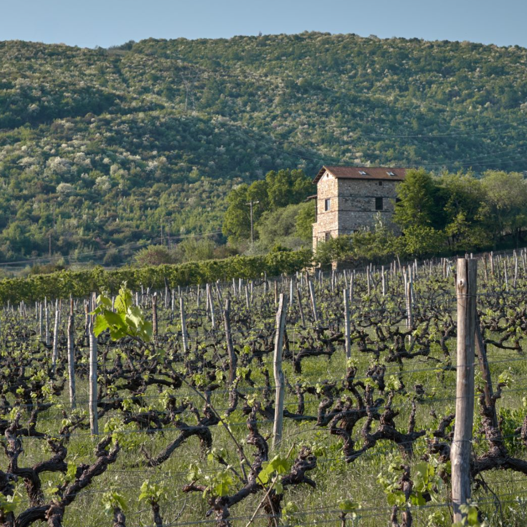 Thymiopoulos Vineyards